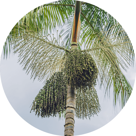 FrutaSim